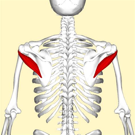 PIENI LIEREÄLIHAS – TERES MINOR 